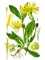 Arnika - prha chlumní (Arnica montana)