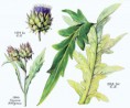 Artyčok zeleninový (Cynara scolymus)