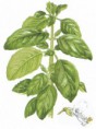 Bazalka pravá (Ocimum basilicum)